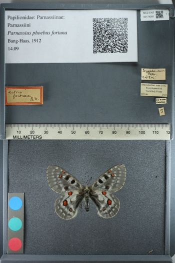 Media type: image;   Entomology 174281